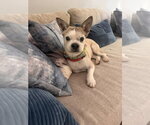 Small #2 Rat Terrier Mix