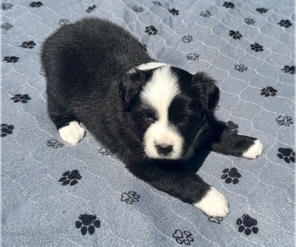 Medium Photo #7 Australian Shepherd Puppy For Sale in SALISBURY, NC, USA