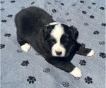 Small #6 Australian Shepherd