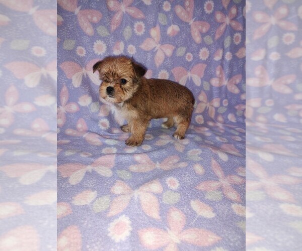 Medium Photo #5 Morkie Puppy For Sale in LAPEER, MI, USA