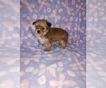 Small #4 Morkie