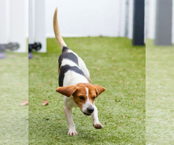 Medium Photo #3 Beagle-Unknown Mix Puppy For Sale in Canton, CT, USA