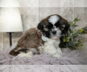 Medium Shih Tzu
