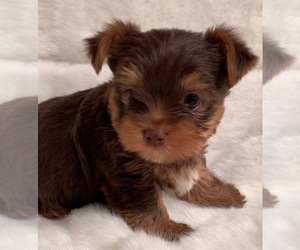 Yorkshire Terrier Puppy for sale in FRAMINGHAM, MA, USA
