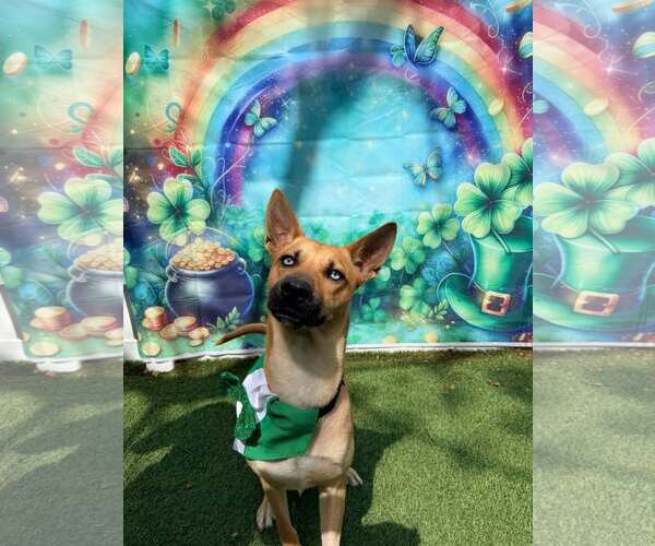 Medium Photo #5 Carolina Dog-Unknown Mix Puppy For Sale in Pompano Beach , FL, USA