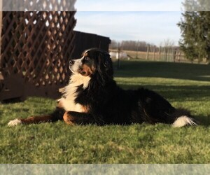 Bernese Mountain Dog Puppy for sale in CLARE, MI, USA