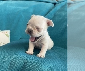 French Bulldog Puppy for sale in PORTLAND, OR, USA