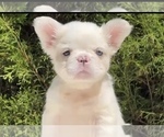 Small #12 French Bulldog