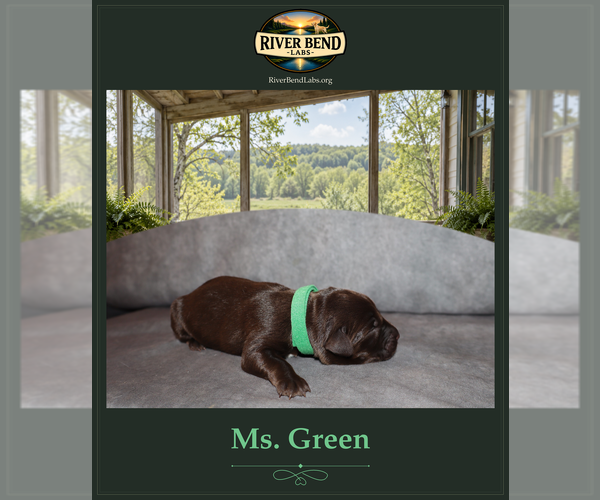 Medium Photo #2 Labrador Retriever Puppy For Sale in WHITNEY, TX, USA