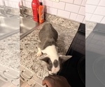 Small Photo #9 French Bulldog Puppy For Sale in RADCLIFF, KY, USA