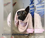 Small #7 Dutch Shepherd  Mix