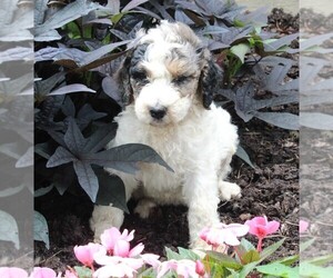 Poodle (Standard) Puppy for sale in FREDERICKSBURG, OH, USA