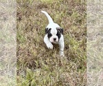 Puppy Puppy 3 American Bulldog