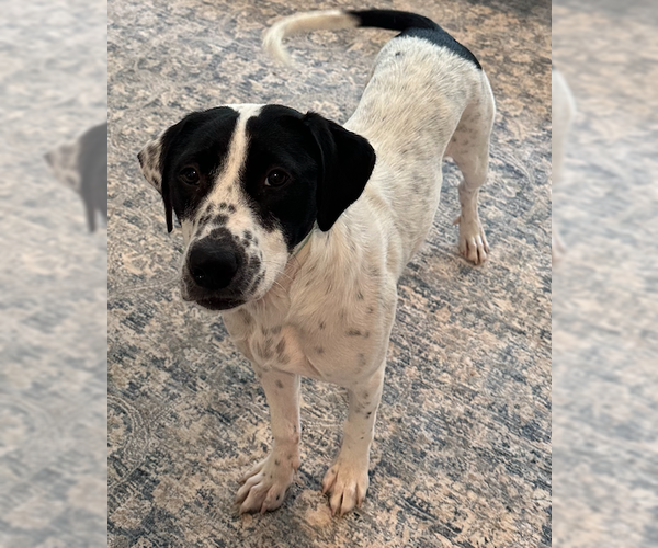 Medium Photo #3 Mutt Puppy For Sale in Decatur, GA, USA