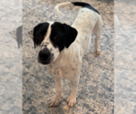 Small #2 Mutt