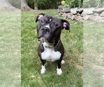 Small Mutt