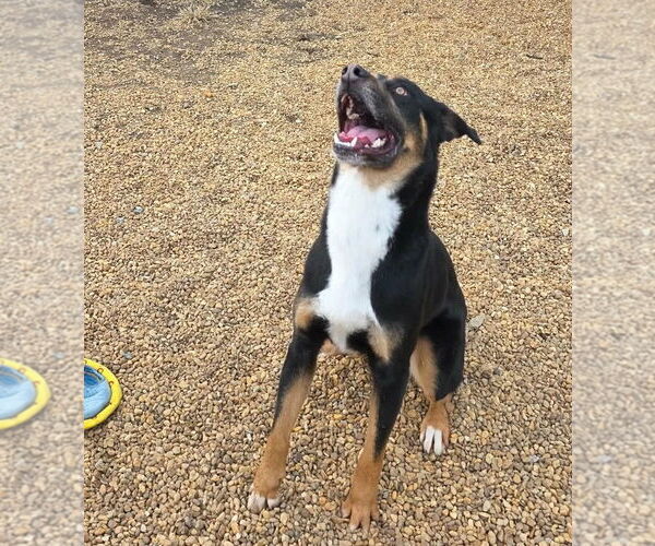 Medium Photo #3 Australian Shepherd-Unknown Mix Puppy For Sale in Anniston, AL, USA