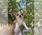 Small #16 Chihuahua