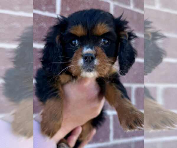 Medium Photo #1 Cavalier King Charles Spaniel Puppy For Sale in Lee's Summit, MO, USA