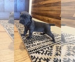 Small Photo #50 Cane Corso Puppy For Sale in BARBOURSVILLE, VA, USA