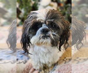 Shih Tzu Dogs for adoption in Bon Carbo, CO, USA