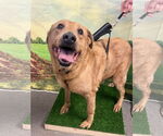 Small #1 Labrador Retriever Mix