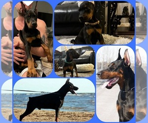 Doberman Pinscher Puppy for sale in PALMDALE, CA, USA