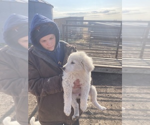 Maremma Sheepdog Puppy for sale in EPPING, ND, USA