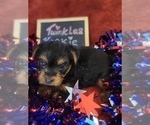 Small Photo #16 Yorkshire Terrier Puppy For Sale in AKRON, OH, USA