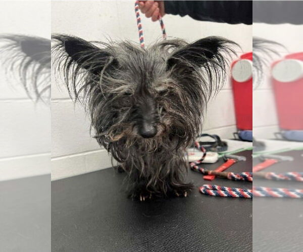 Medium Photo #1 Cairn Terrier-Unknown Mix Puppy For Sale in Princeton, MN, USA