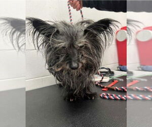 Cairn Terrier-Unknown Mix Dogs for adoption in Princeton, MN, USA