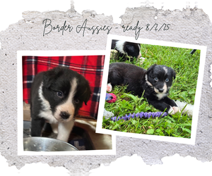 Border-Aussie Puppy for Sale in BLUE RIVER, Wisconsin USA