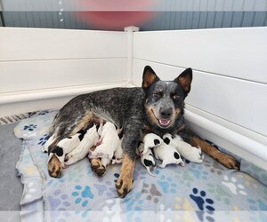 Australian Cattle Dog Puppy for sale in SCOTLAND NECK, NC, USA