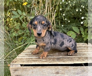 Dachshund Puppy for sale in MIDDLEBURY, IN, USA