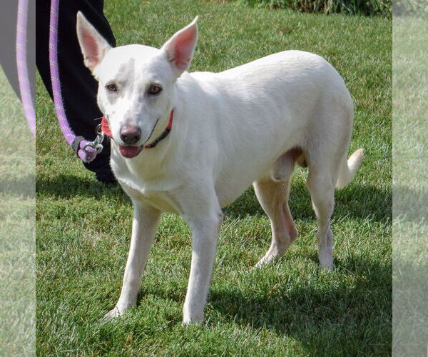 Medium Photo #2 German Shepherd Dog-Huskies  Mix Puppy For Sale in Huntley, IL, USA