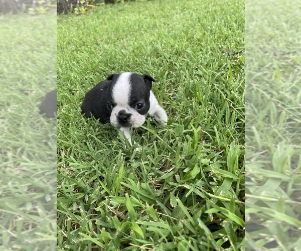 Medium Photo #8 Boston Terrier Puppy For Sale in FREDONIA, KS, USA