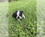 Small #7 Boston Terrier
