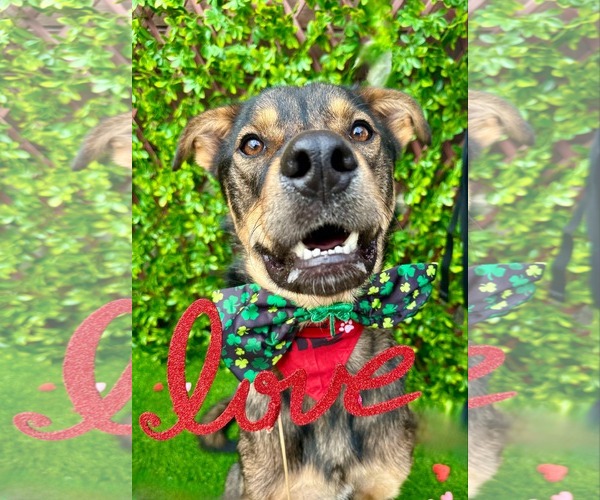 Medium Photo #3 Mutt Puppy For Sale in Rockaway, NJ, USA