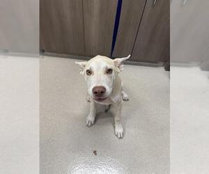 Huskies -Labrador Retriever Mix Dogs for adoption in Baytown, TX, USA