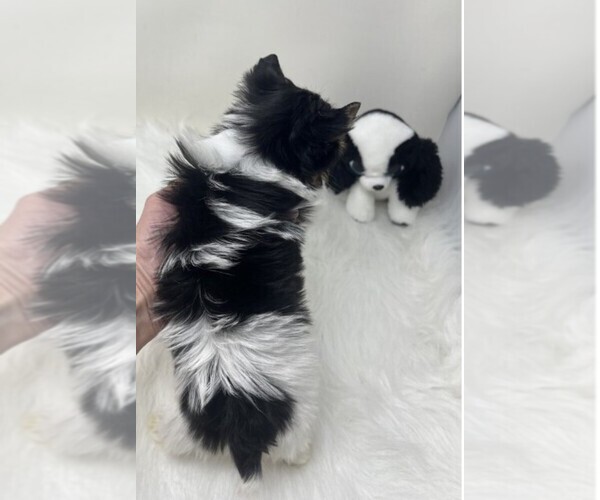 Medium Photo #2 Yorkshire Terrier Puppy For Sale in PEMBROKE PINES, FL, USA