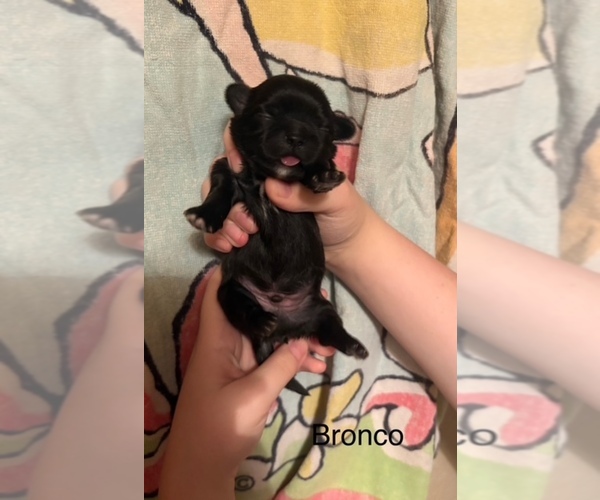 Medium Photo #1 Shih Apso Puppy For Sale in SCOTTSDALE, AZ, USA
