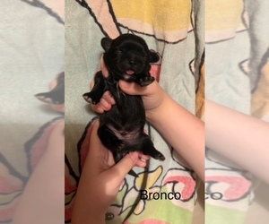 Medium Shih Apso