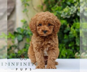 Goldendoodle (Miniature) Puppy for sale in EAST EARL, PA, USA