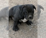 Small #1 American Bandogge mastiff