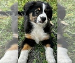 Small Photo #8 Australian Shepherd Puppy For Sale in MORROW, OH, USA