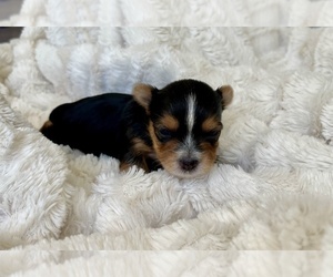 Yorkshire Terrier Puppy for sale in EUSTIS, FL, USA