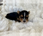 Image preview for Ad Listing. Nickname: JASPER