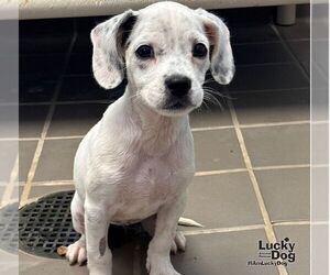 Mutt Dogs for adoption in Washington, DC, USA
