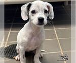 Small Mutt
