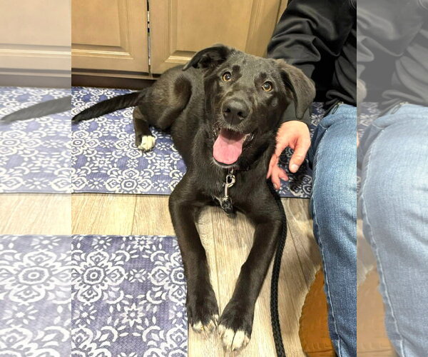 Medium Photo #8 Borador Puppy For Sale in MECHANICSBURG, PA, USA
